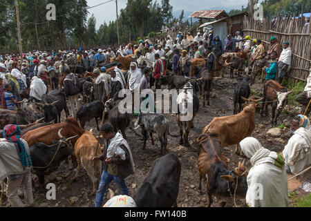 Debre Sina, l'Éthiopie, Octobre 2013 : marché de l'élevage est occupé avec les commerçants les jours de marché. Banque D'Images