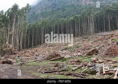 Debre Sina, l'Éthiopie, Octobre 2013 : les enfants sur le chemin de l'école à pied après la plantation mature récoltés en partie des arbres d'eucalyptus. Banque D'Images