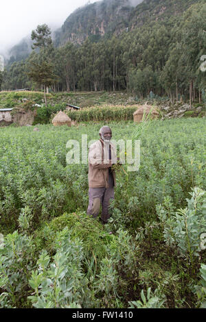 Debre Sina, l'Éthiopie, Octobre 2013 : Eshta Yifiru, 70, à désherber son champ de haricots. Il espère obtenir 200 kg de haricots à partir de ce champ. Banque D'Images