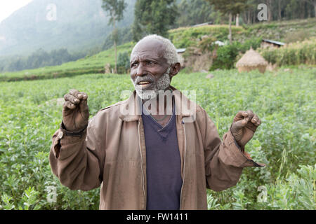 Debre Sina, l'Éthiopie, Octobre 2013 : Eshta Yifiru, 70, à désherber son champ de haricots. Il espère obtenir 200 kg de haricots à partir de ce champ. Banque D'Images