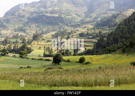 Wofwasha Kebele, Nord Shewa, Éthiopie, Octobre 2013 : maturation des cultures en terrasses sur les terres agricoles. Banque D'Images