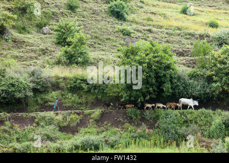 Wofwasha Kebele, Nord Shewa, Éthiopie, Octobre 2013 : les animaux d'élevage sur un chemin du village. Banque D'Images