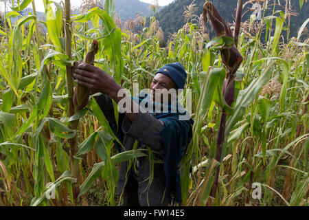 Wofwasha Kebele, Nord Shewa, Éthiopie, Octobre 2013 : Hailemariam Woldoyohanus, 37, dans son champ de maïs. Banque D'Images