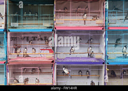 Oiseaux en cage prête à vendre dans le vieux quartier de Hanoi, Vietnam Banque D'Images