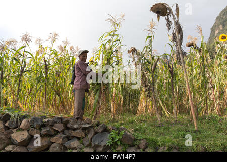 Village Mescha, Ankober Woring Mesche Kebele, Nord Shewa, Éthiopie, Octobre 2013 : la vie du village au petit matin. Banque D'Images