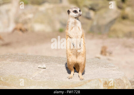 Un meerkat (Suricata suricatta) se dresse sur ses pattes arrière. L'animal est aussi connu sous le nom de suricate. Banque D'Images