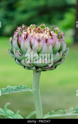 L'artichaut Violet 'Globe' Banque D'Images