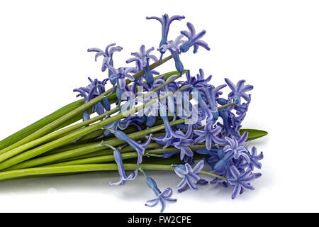 Bouquet de fleurs de jacinthe d'eau isolé sur fond blanc Banque D'Images