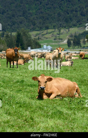 Un troupeau de vaches de Jersey se détendre après la traite sur une ferme laitière de la côte ouest, Nouvelle-Zélande Banque D'Images