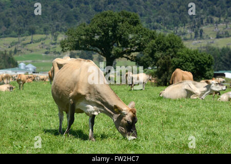 Un troupeau de vaches de Jersey se détendre après la traite sur une ferme laitière de la côte ouest, Nouvelle-Zélande Banque D'Images