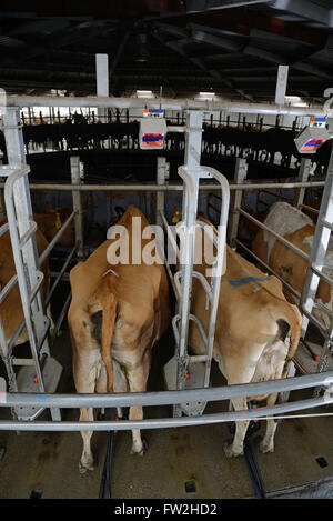 Vaches Jersey être traite dans un hangar rotatif Banque D'Images