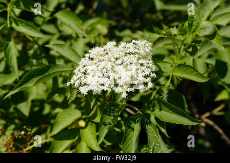 Le sureau noir européen (Sambucus nigra) fleurs, Burgenland, Autriche Banque D'Images