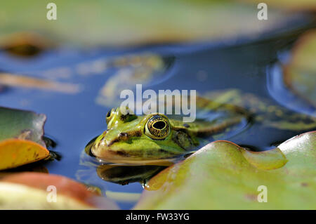 Grenouille comestible (Pelophylax esculentus) entre les feuilles de nénuphar, Rhénanie du Nord-Westphalie, Allemagne Banque D'Images