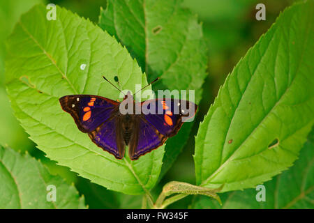 Nymphalidae (Nymphidae) papillon Tropical (Doxocopa linda), Parc National Iguazú, Paraná, Brésil Banque D'Images