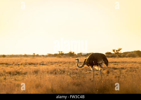 Belle autruche se tient sur les plaines au coucher du soleil au Botswana, l'Afrique Banque D'Images