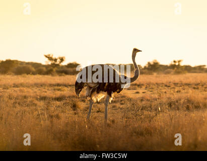 Belle autruche se tient sur les plaines au coucher du soleil au Botswana, l'Afrique Banque D'Images