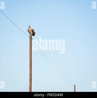 Vautour perché en hauteur sur un poteau électrique contre ciel bleu clair au Botswana, l'Afrique Banque D'Images