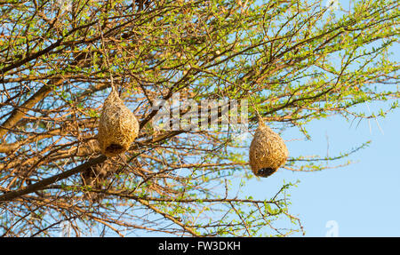Amazing Weaver nids d'oiseau accrocher dans les arbres au Botswana, l'Afrique Banque D'Images