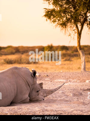 Le rhinocéros blanc rhinocéros ou lors d'un safari au Botswana, l'Afrique Banque D'Images