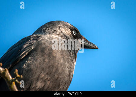 Jackaw ouest close-up sur fond bleu dans le soleil Banque D'Images