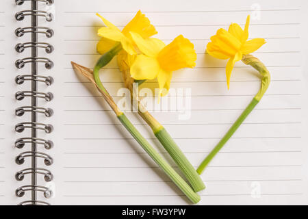 Coeur de jonquilles jaune sur papier linéaire Banque D'Images