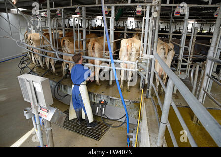 Un producteur de lait de vaches Jersey tasses fixe être traite dans un hangar rotatif Banque D'Images