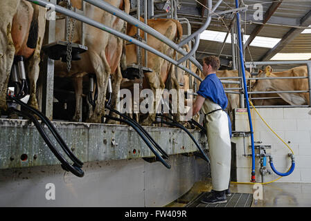 Un producteur de lait de vaches Jersey tasses fixe être traite dans un hangar rotatif Banque D'Images