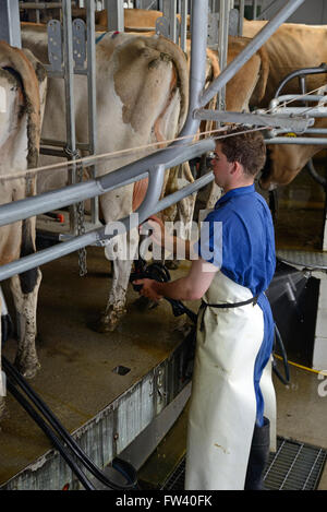 Un producteur de lait de vaches Jersey tasses fixe être traite dans un hangar rotatif Banque D'Images