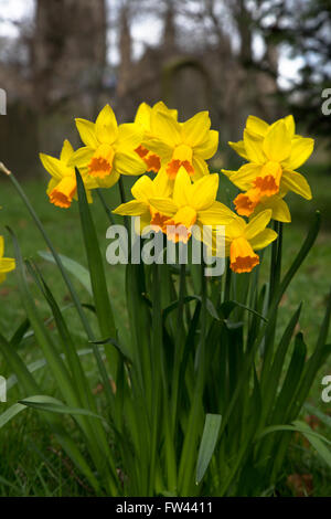 Un bouquet de jonquilles printemps poussant à l'état sauvage, peut-être Narcissus JonQuilla, trouvé dans le cimetière de st oswald's Church, Durham Banque D'Images