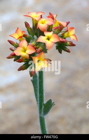 Kalanchoe (Kalanchoe) lateritia , Vorkommen Afrika Banque D'Images