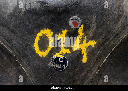 Enregistrement vda und auf einer Puce (Geochelone gigantea) Aldabra-Riesenschildkroete endemisch, Insel, curieuse, Seychellen Banque D'Images