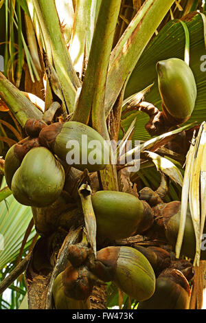 Coco de Mer, Kokosnuss, groesster Samen der Erde, Frucht der Seychellenpalme (Lodoicea maldivica), Parc national de la Vallée de Mai, l'Unesco Welterbe Insel, Praslin, Seychellen Banque D'Images