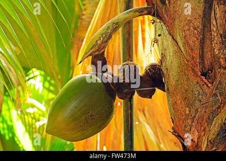 Coco de Mer, Kokosnuss, groesster Samen der Erde, Frucht der Seychellenpalme (Lodoicea maldivica), Parc national de la Vallée de Mai, l'Unesco Welterbe Insel, Praslin, Seychellen Banque D'Images