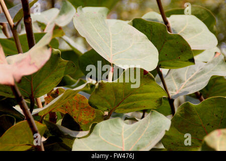 Coccoloba uvifera, Baygrape, Seagrape, petit arbre des régions côtières souvent cultivés avec des feuilles arrondies, comme les fruits de la vigne Banque D'Images