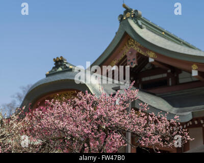 Kitano Tenmangu Shrine, Kyoto - bien connu pour ses fleurs de prunier au début de mars. Banque D'Images