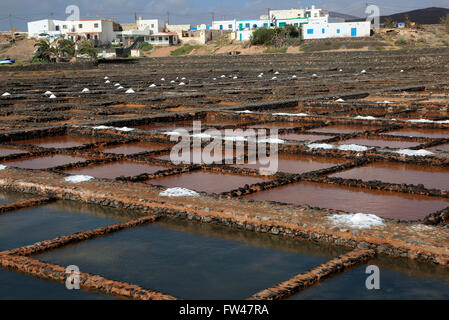 L'évaporation de l'eau de mer dans les marais salants, Musée de la Sal, musée du sel, Las Salinas del Carmen, Fuerteventura, Espagne Banque D'Images