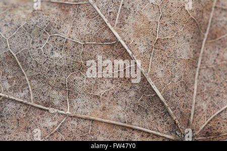 Feuille d'érable de l'automne de texture macro photo Banque D'Images