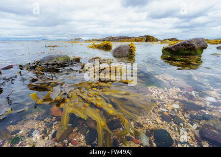 Un grand rockpool avec des algues sur une plage rocheuse en Ecosse. Banque D'Images