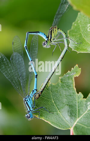 Les demoiselles en forme de coeur l'accouplement contre un arrière-plan vert l'amour de l'insecte Banque D'Images