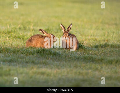 Paire de lièvre brun Lepus europaeus appréciant la chaleur du soleil tôt le matin, dans le Warwickshire Banque D'Images