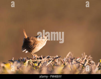 Le Troglodyte mignon (Troglodytes troglodytes) au chant et s'affichant dans les premières heures du soleil du printemps Banque D'Images