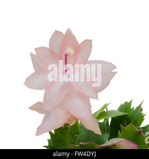 Cactus de Noël (schlumbergera) isolé sur fond blanc Banque D'Images