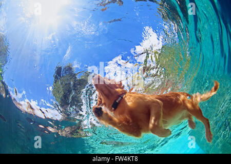 Photo sous-marine de golden labrador retriever chiot de la piscine de jouer avec plaisir - sauts et la plongée en profondeur. Banque D'Images