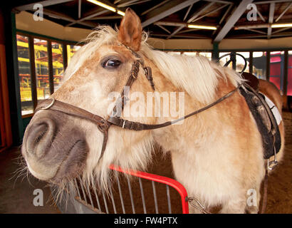 Poney Shetland, Equus caballus, dans l'étable de Prater, Vienne, Autriche Banque D'Images