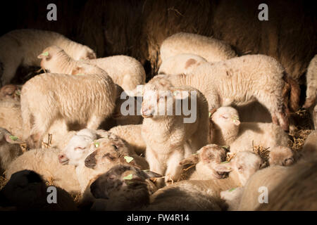 Troupeau d'agneaux et moutons dans la lumière du soleil Banque D'Images