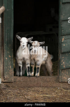 Deux jeunes quatre chèvres à cornes en permanent ouverture de porte stable Banque D'Images