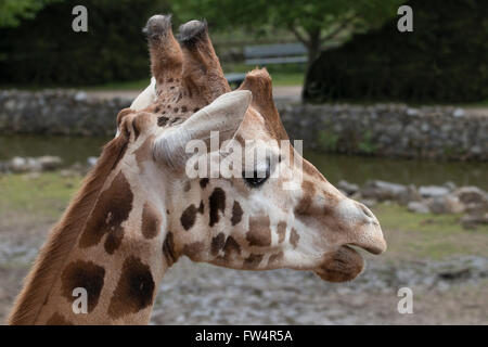 Headshot girafe, Close up Banque D'Images