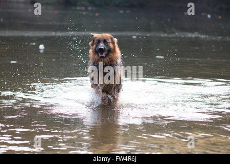 Chien, berger allemand, la course dans l'eau Banque D'Images