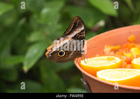 Gros plan papillon Hibou, macro Banque D'Images