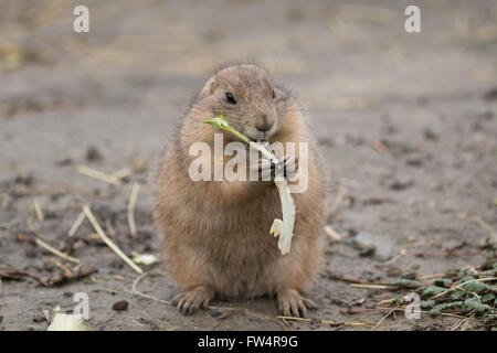 Alimentation chien Prairy Banque D'Images